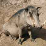 Putovanje kroz vrijeme: zašto ne — znanstveni pogled i praktični razlozi