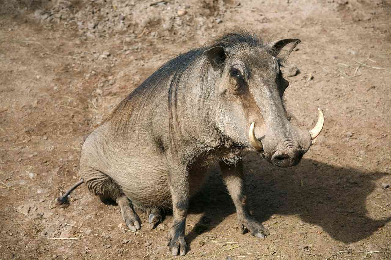 Zašto nemam četiri noge? Vodič u svijet pjesme o…