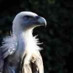 Zašto voda uz kavu: Tradicija i praktični razlozi