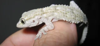 Kako smiriti ljutitog blizanca: Vodič za razumijevanje i komunikaciju