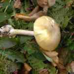 Kako dobiti gradski stan: privlačan, poučan vodič za tražitelje u 2026