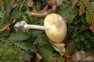 Kako razlikovati otrovne od jestivih gljiva u hrvatskim šumama [Vodič za 2025.]