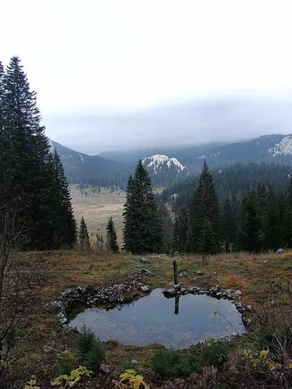 Kako se polarni medvjed prilagodio staništu na kojem živi?