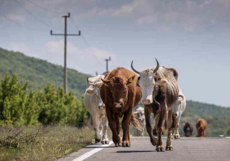 Kako vreme prolazi: Misterija broja 67 i epizoda koja nas je sve ostavila bez daha