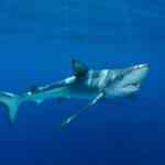 Kako moliti krunicu: Sveobuhvatan vodič za početnike i iskusne molitelje