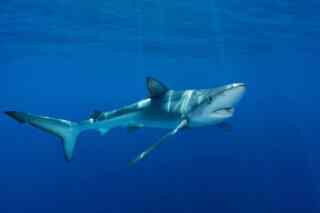 Offervault: Kako ostvariti uspjeh u affiliate marketingu