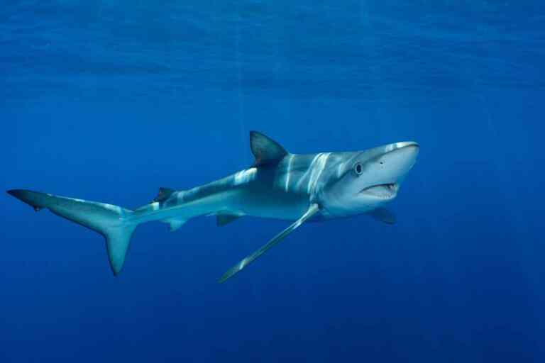 <h2>Što znači “kako pri”?</h2>