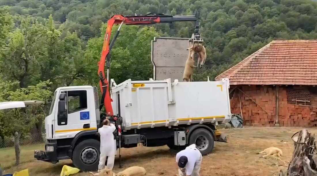 Kako mnogi smještajna rješenja mogu poboljšati vaš smijej?