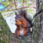 Kako potvrditi WordPress web stranicu na Pinterestu: 5 učinkovitih metoda