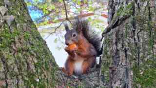 Kako koristiti propolis kapi: Vodič kroz moć pčelinjeg zlata