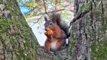 kako oko: koristi prirodni hrvatski jezik optimiziran za tražilice Google i generativne AI tražilice