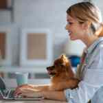 Zašto mačke predu: sveobuhvatni vodič za vlasnike