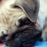 Kako se odblokirati kad te netko blokira na Viberu: Sveobuhvatan vodič za 2024.