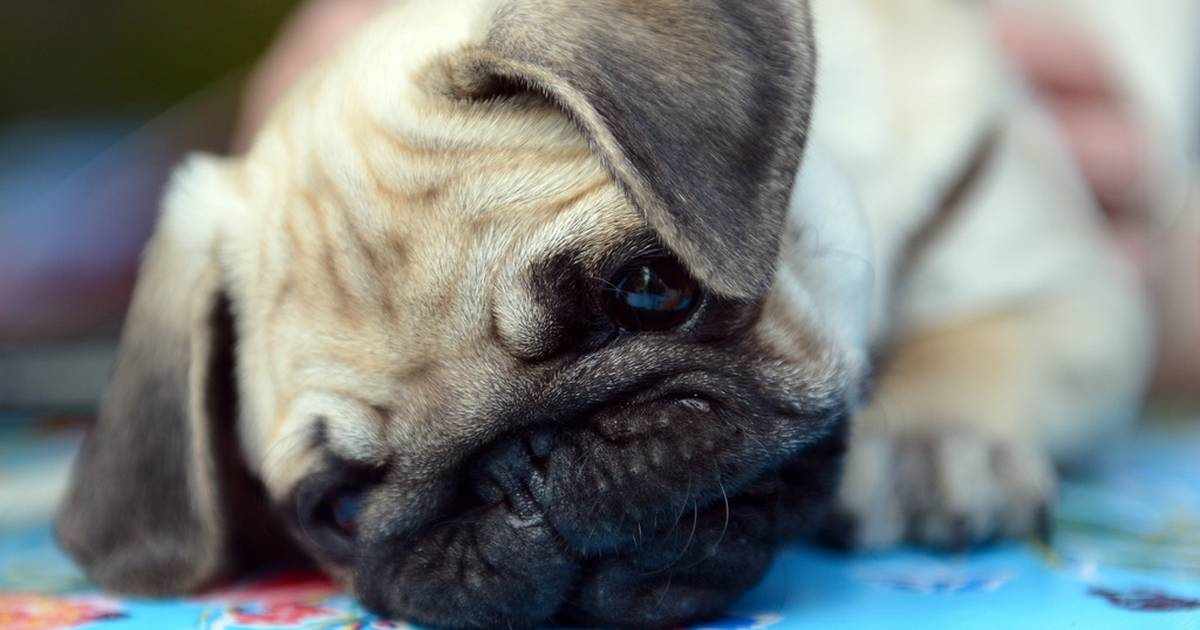 Zašto cijena zlata raste: Sveobuhvatan vodič o uzrocima, trendovima i prognozama