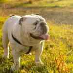 Loopback Adresa: Čemu Služi i Kako Izgleda