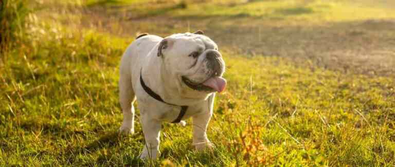 7-dnevni Izazov: Vaš najbolji vodič za točno kako smršaviti 5 kg u 7 dana