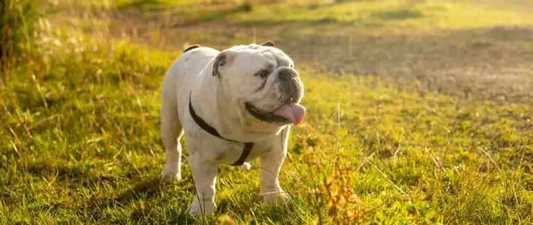 Kako uspješno upravljati alergijama na kućne ljubimce u vašem domu [Praktični savjeti]