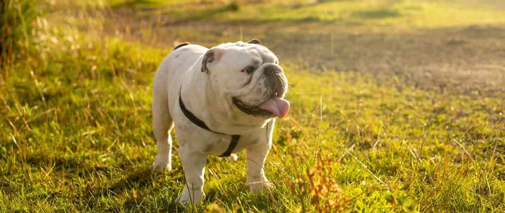 Kako prebaciti podatke sa starog mobitela na novi: sve što trebaš znati za glatki prijenos