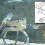 Čir na želucu kako se liječi: sveobuhvatan vodič za razumijevanje simptoma, dijagnostike i učinkovitog liječenja