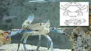 Kako pravilno razumjeti ćuk i naučiti kako se glasa za vrijeme noći