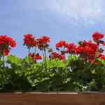 urea i kreatinin kako se vadi: najbolji vodič za razumijevanje testiranja bubrega