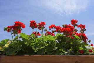 Otkrivamo tajnu kako živi Antuntun: genijalna ludost Grgura Viteza