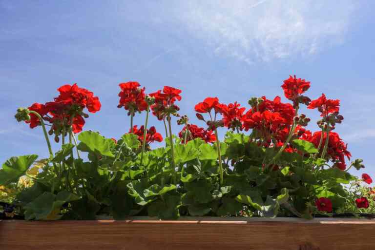 Otkrivamo tajnu kako živi Antuntun: genijalna ludost Grgura Viteza