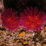 Otkrijte sve nijanse “kakoa s”: Vodič kroz nevjerojatni svijet!