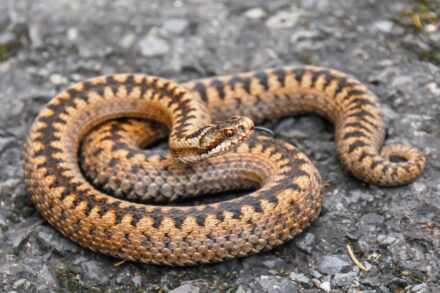 Šest milijuna: pravi vodič kroz pravopis, etimologiju i upotrebu broja