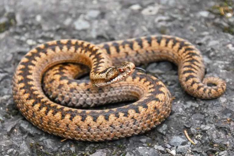 Što napraviti kod susreta sa zmijom u prirodi? Smireni koraci koji spašavaju živce i zdravlje