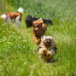 Lektira a Zašto Ne Bi – Razumijevanje E-E-A-T za Usvojenu Tržišnicu