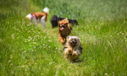Sa Kim Ili S Kim Kako Se Pise: Savjeti, Strategije i Praksa za Uspješne Odnose