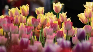 Ljubav i veze: kako izgraditi zdrave odnose u suvremenom svijetu