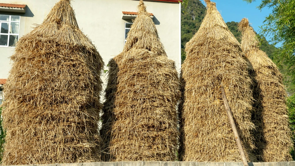 Kako preživjeti gubitak kućnog ljubimca: put kroz tugu prema sjećanju