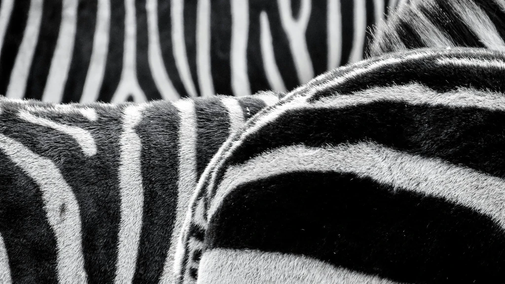 Neuralne veze u korteksu i njihova uloga u slušnim poremećajima kod šizofrenije