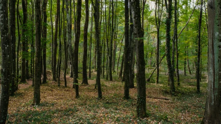 Kako spremiti omiljene web stranice u Internet Exploreru: Detaljan vodič