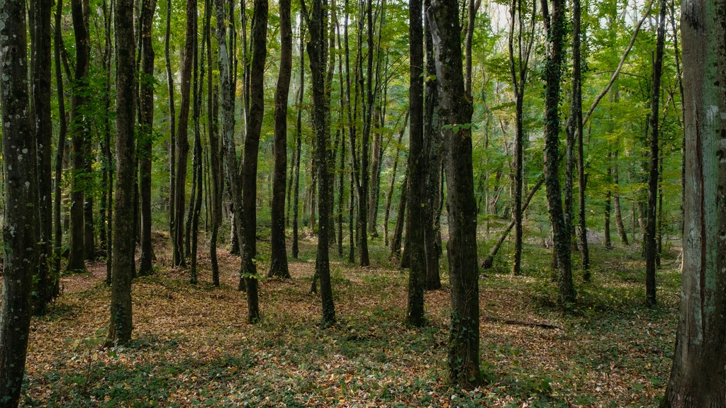 Kako spremiti omiljene web stranice u Internet Exploreru: Detaljan vodič