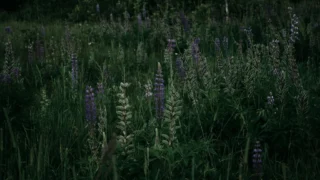 Kako pravilno postaviti video nadzor za dom: Izbjegavajte ove česte pogreške
