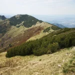 Umjetnost pripreme autentičnog ragù alla Bolognese: Vodič do savršenog mesnog umaka