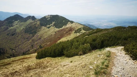 Umjetnost pripreme autentičnog ragù alla Bolognese: Vodič do savršenog mesnog umaka