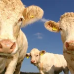 Naočale ili kontaktne leće: Vodič za odabir optimalne korekcije vida