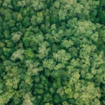 Moć limuna: Nutritivne vrijednosti, zdravstvene prednosti i praktični savjeti za upotrebu