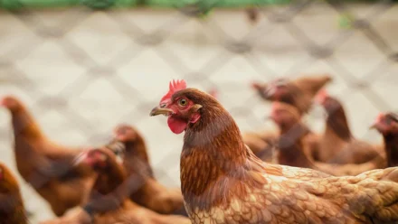 Strategije istraživanja tržišta: Kako podaci transformiraju poslovne odluke u profit