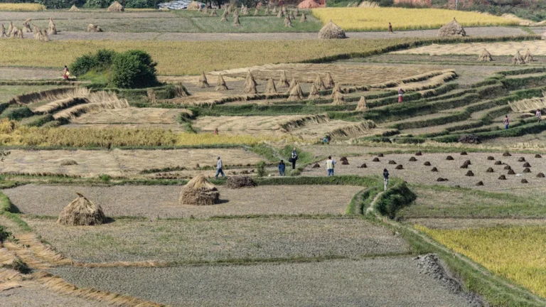 Strah od buke kod pasa: Kako zaštititi svog ljubimca od grmljavine i pirotehnike