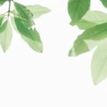 SEO Keyword: “Maya Angelou Quotes on Courage, Love and a Life Well Lived