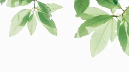 SEO Keyword: “Maya Angelou Quotes on Courage, Love and a Life Well Lived